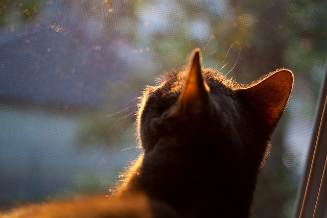 NBA球队管理层决策机制研究,nba球队架构