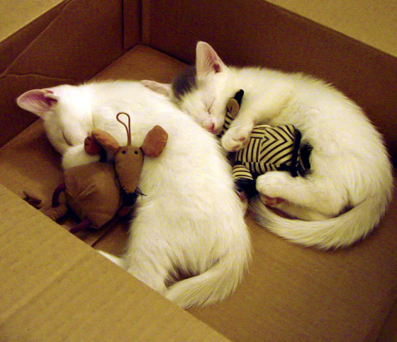 “马科斯·梅特罗的灵活突破与精确传球,带领阿根廷美洲狮队勇闯世界”