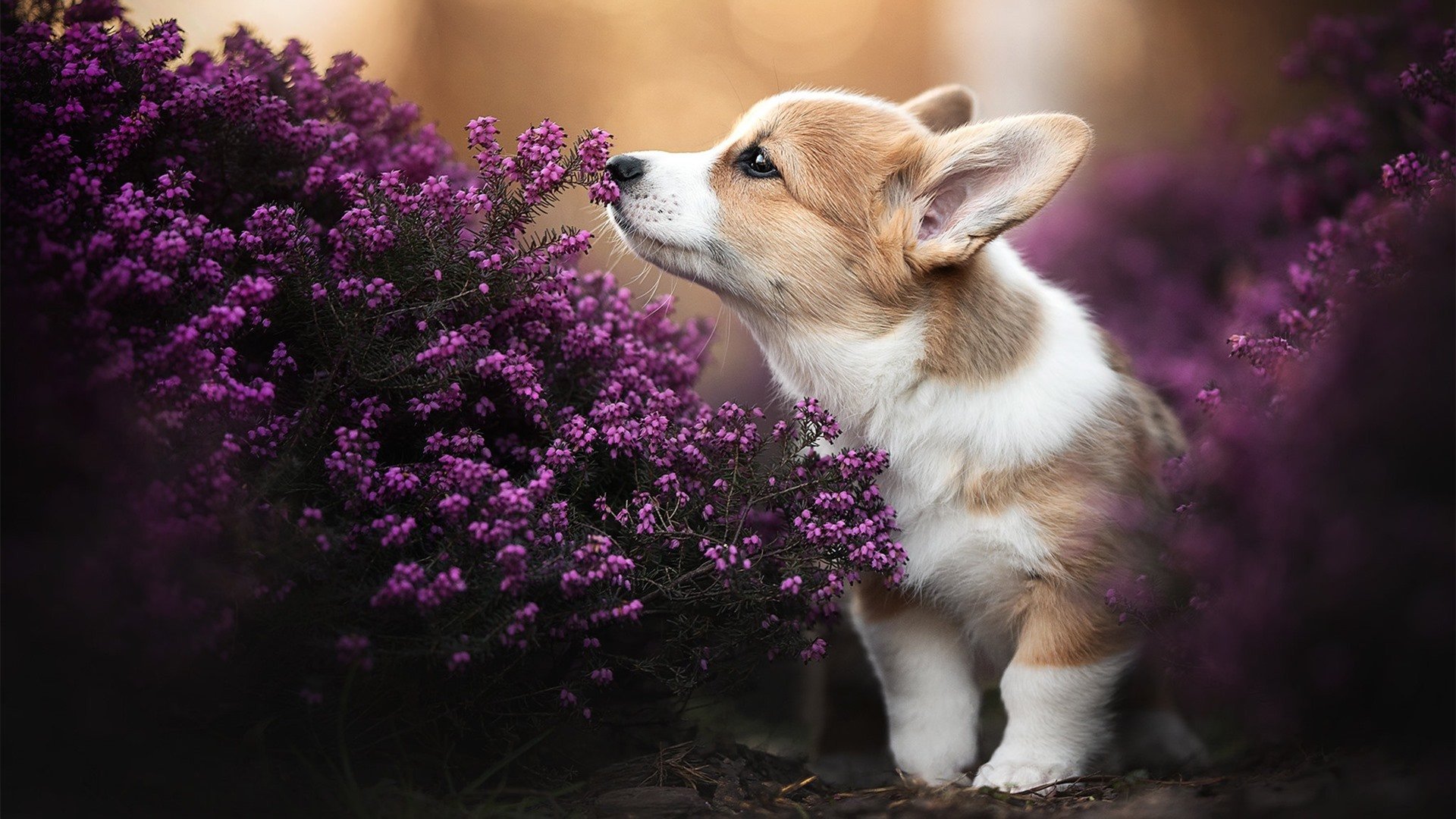 九游下载安装-掘金主场优势显现全队化学反应良好，掘金主场是高原吗